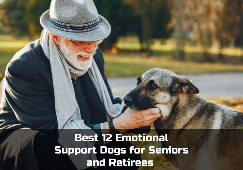 Read more about the article Best Emotional Support Dogs: 12 breeds for Seniors and Retirees