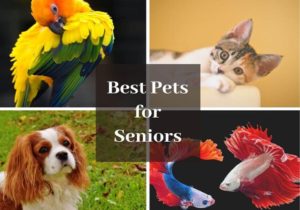 Read more about the article Best Pets for Seniors: 12 Types of Furry Friends