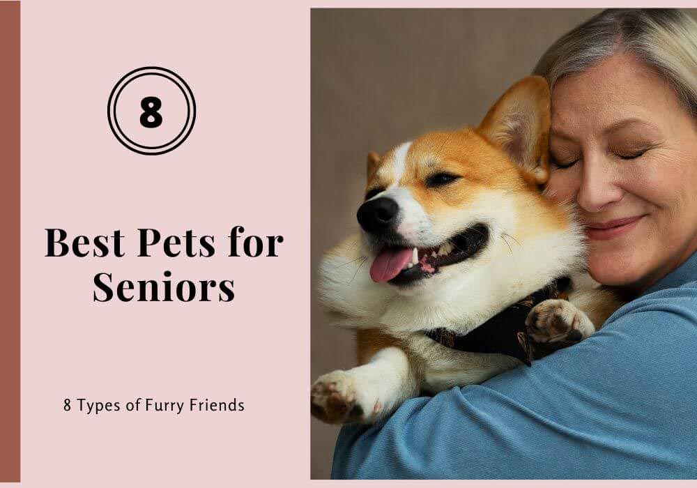 Read more about the article Best Pets for Seniors: 8 Types of Furry Friends